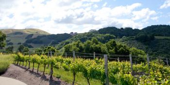 Vineyards on the Holman Ranch