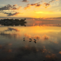 flamingo's at sunrise in Vinoy Park