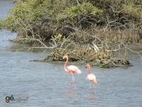 Bonaire's Flamingoes