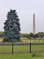 Washington Monument and National Christmas Tree