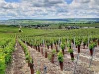 hillsides of grapevines