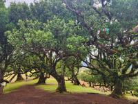 experience Madeira's rare Laurissilva Forest 