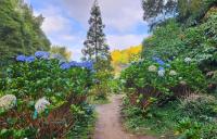Sao Miguel is extra beautiful when the blooms are abundant!