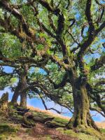 walk among the ancient trees of Madeira's Fanal Forest 