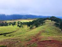 Fanal Forest's pastoral hills and ancient Laurisilva forest