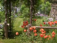 poppies are for passion