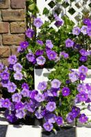 flowers soothe the spirit