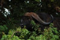 buffalo ~ Kenya-style ... close-up