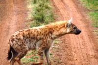 hyenas in Kenya