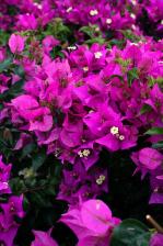 Bougainvillea Beach Resort