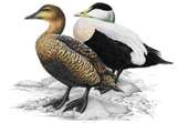 Eiderdown Duck